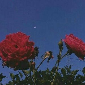 Meet your Posher, Lilli